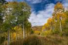 USA, Utah. Landscape of Aspen trees and peak fall foliage near Park City and Guardsmans Pass. Art Print